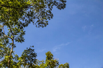 Céu azul com galhos de árvores fazendo uma moldura.