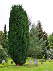 Zypresse auf dem Ohlsdorfer Friedhof