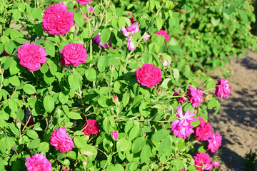 Blooming rose Bush on a flower bed in the Park
