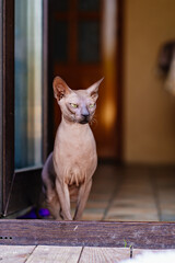 Bald thoroughbred cat sits on the doorstep of the house. hypoallergenic pets.