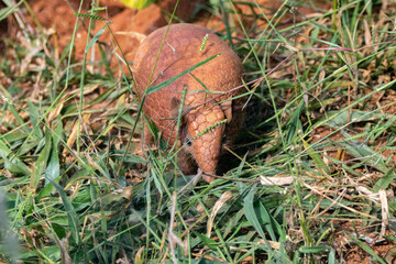 Wild ball armadillo, 