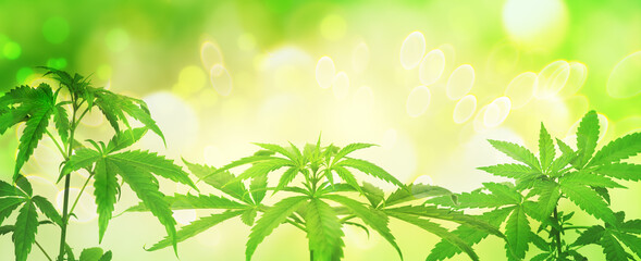 Light background from green cannabis plants in summer