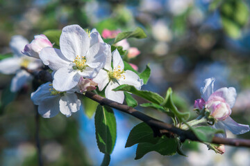 Close up white apple blossom in the garden, background.