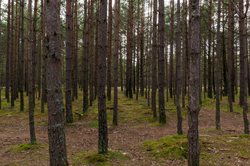 Fototapeta premium Pine forest and moss on the ground
