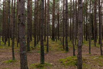 Pine forest and moss on the ground