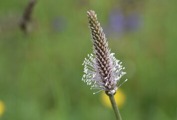 Blüte eines Breitwegerichs 