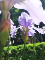 Iris landscape in sunny, spring time. Flower mood.