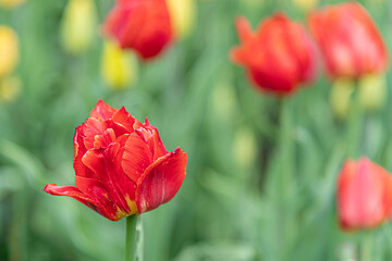 beautiful loral background of a red tulip on a flowerbed in a park