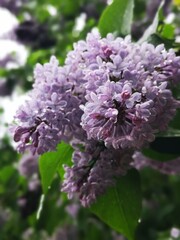Spring lilac in macro with raindrops. Flowers after rain. Blooming lilac. Violet, spring mood. 