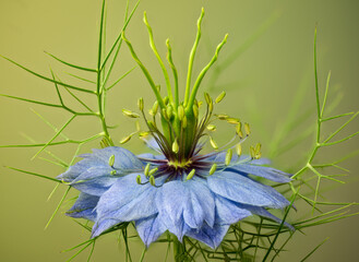 Macro view of love-in-a-mist flower (Nigella damascena), in garden in central Virginia.