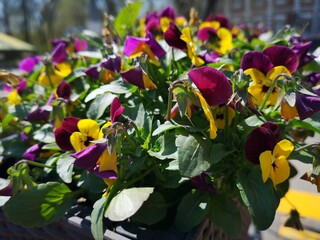 Lovely spring flowers in blooming. Flowers background. Pansies landscape 