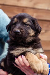 little black puppy on the table