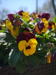 Blooming pansy flowers on background in spring outdoor 