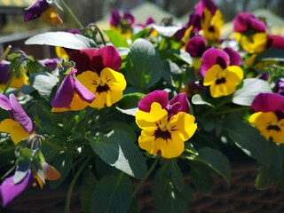 Pansy flowers on colorful background in macro. Spring background in blossom 