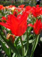 Red tulips in the field of tulips. Scarlet flower. Blooming tulips in the spring time. Floral background in sunset light 