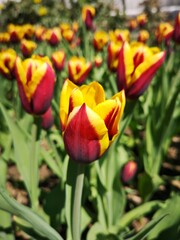 Kees Nelis tulips background in spring time. Flowers landscape 