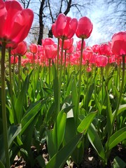 Amazing tulips flower in blossom. Tulips meadow. Blue sky and pink flowers. 