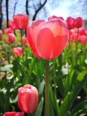 In the spring meadow. Pink, smart tulips in bloomong time. Flowers landscape.