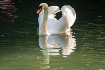 A graceful white swan swimming on a lake with dark green water. The white swan is reflected in the water