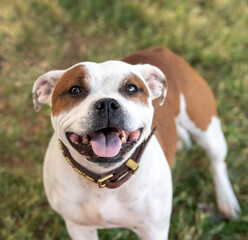 Red and whte Staffordshire Terrier
