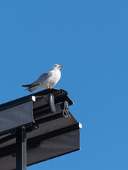 Obraz premium seagull on awning, blue sky background,