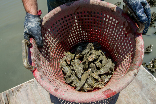Oyster harvesting by hand 