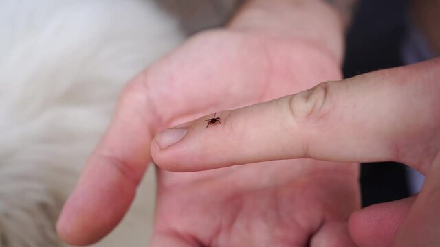 hands remove the tick from the dog's fur.dangerous parasites.