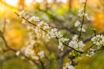 Plum tree flowers in spring with beautiful colors. Flowering.