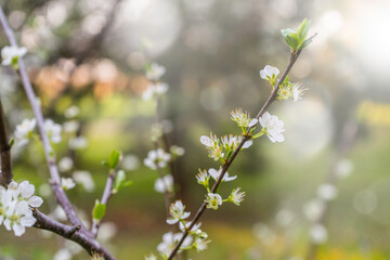 Plum tree flowers in spring with beautiful colors. Flowering.