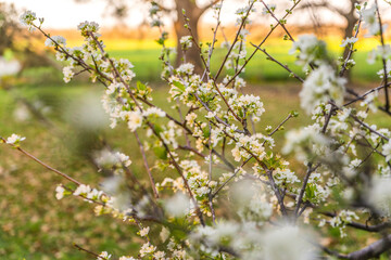 Plum tree flowers in spring with beautiful colors. Flowering.