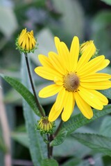 yellow flower