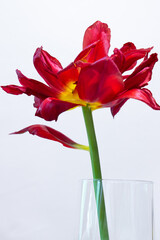 red tulip in vase