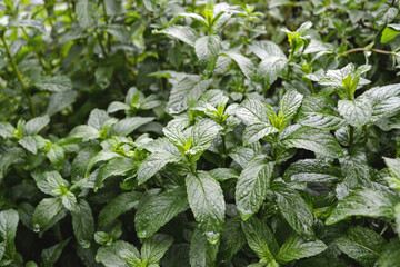 A garden of grown mint leaves after a rainy day. © Marco