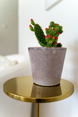 Flowering cactus standing on the golden table in the white cozy room