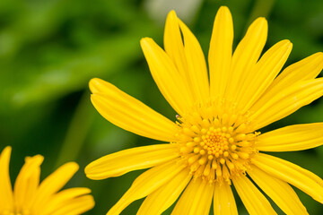 a macro image of a grey leaved euryops flower background 