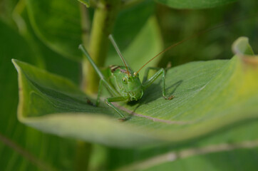 A green grasshopper on a large leaf of grass, in its natural environment.