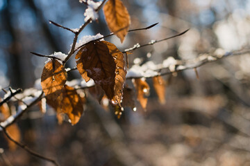 autumn leaves in the snow