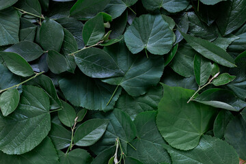 n foliage background. High quality photo