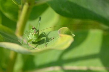 A green grasshopper on a large leaf of grass, in its natural environment.