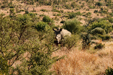 Naklejka na ściany i meble White Rhino in the South African bush