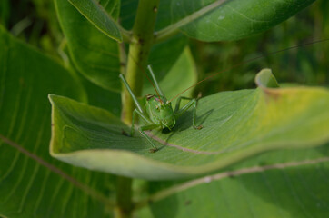 A green grasshopper on a large leaf of grass, in its natural environment.