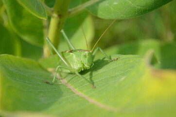 A green grasshopper on a large leaf of grass, in its natural environment.