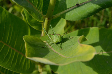 A green grasshopper on a large leaf of grass, in its natural environment.