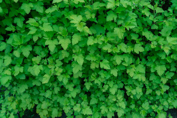 Obraz premium green young leaves of the bush