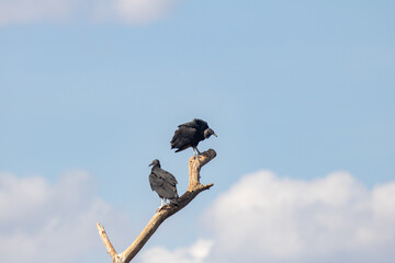 Black-headed vulture (Coragyps atratus) in group on the tree trunk