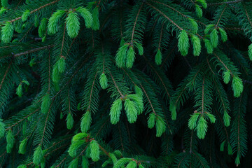 green young pine tree branches