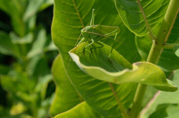 A green grasshopper on a large leaf of grass, in its natural environment.