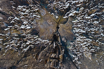 tree trunk with mushrooms