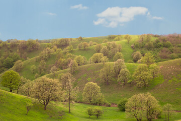 Amazing landscape with green wavy hills.  Idyllic panorama with rolling hills on a sunny day.