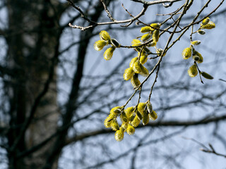 Bright yellow pussy-willow flowers against the sky and birch. Natural sunny background with pussy willow.